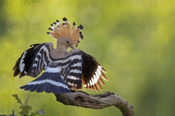 Hoopoe (Upupa epops) bird of the year 2022, male, bridal gift, prey, foraging, interaction, landing on branch, raised bonnet, sunrise, interaction, food delivery, climate change, Middle Elbe Biosphere Reserve, Saxony-Anhalt, Germany