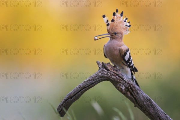 Hoopoe (Upupa epops) bird of the year 2022, male with food for the female or young birds, sand lizard egg, bridal gift, prey, foraging, interaction, landing on branch, raised bonnet, sunrise, interaction, delivery of food, climate change, Middle Elbe biosphere reserve, Saxony-Anhalt, Germany