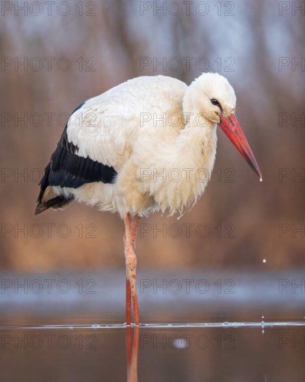 White stork (Ciconia ciconia) rattles' stork, hunting, fishing, foraging, sunrise, night, hunting scene, shallow water zone, shore zone, reed belt, morning light, Kiskunsag National Park, Hungary