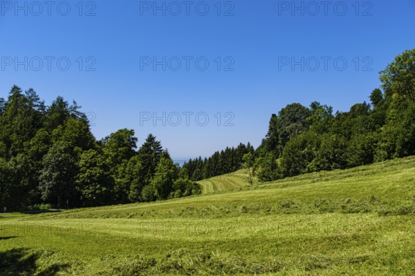 Picturesque alpine meadow landscape on Pfänder near Fluh, Bregenz, Vorarlberg, Austria
