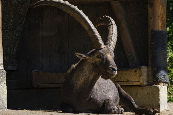 Male Alpine ibex resting in the shadow of a shelter, Capra ibex, in the Alpenwilpark on the Pfänder in Lochau, Bregenz, Vorarlberg, Austria