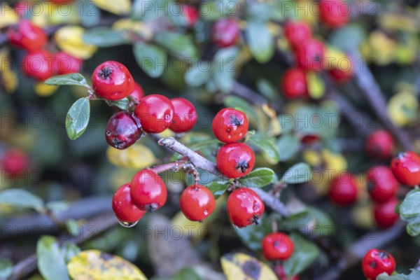 Cotoneaster (Cotoneaster horizontalis), fruits, Emsland, Lower Saxony, Germany