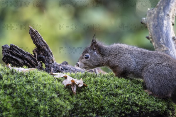 Squirrel (Sciurus vulgaris), Emsland, Lower Saxony, Germany