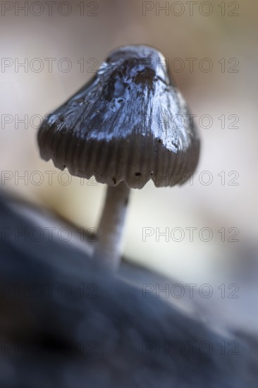 Helmling (Mycena), Emsland, Lower Saxony, Germany
