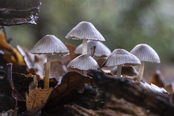 Helmlinge (Mycena), Emsland, Lower Saxony, Germany