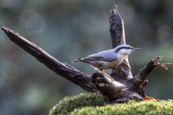 Nuthatch (Sitta europaea), Emsland, Lower Saxony, Germany