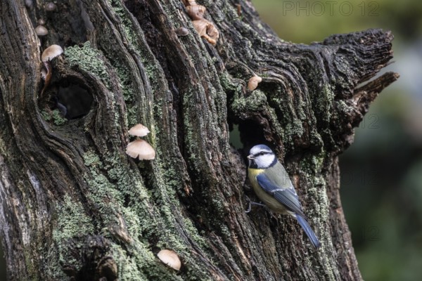 Blue tit (Parus caerulea), Emsland, Lower Saxony, Germany