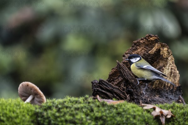 Great tit (Parus major), Emsland, Lower Saxony, Germany