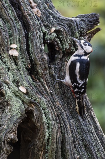 Great Spotted Woodpecker (Dendrocopos major), Emsland, Lower Saxony, Germany