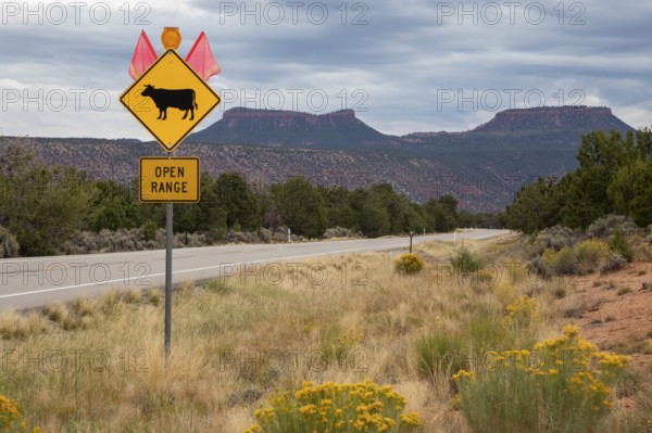 Bears Ears National Monument, Utah. A sign warns motorists of open range cattle grazing on a highway below the two buttes that give the National Monument its name