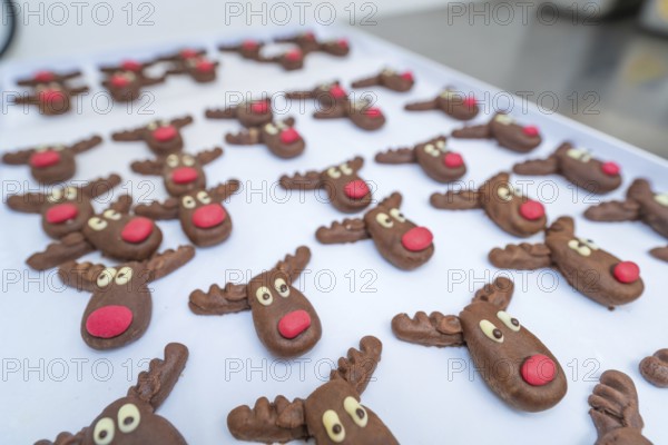 Many chocolate cookie molds that look like reindeer arranged on a table, Christmas baking, Haselstaller Hof, Wildberg, Germany