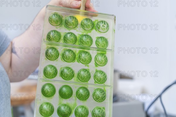 A tray of green chocolate chocolates in round shapes, Christmas baking, Haselstaller Hof, Wildberg, Germany