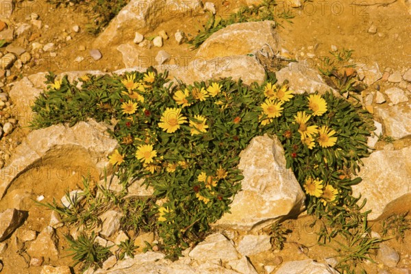 Yellow midday flower (Delosperma nubigenum), natural landscape, nature reserve, on Cap d'Or, Moraira, Costa Blanca, Alicante, Spain