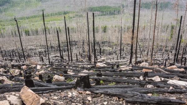 Burnt forest, lying and standing charred trees and tree stumps, gloomy, barren, forest fire area on Königsberg, spruce monoculture, common spruce (Picea abies), also common spruce, red spruce, fallen over, forest rejuvenation, forest dying, dead wood, rock, drought, heat, climate change, impact, climate disaster, bare, view on the journey the Harzer Schmalspurbahn, Brockenbahn, low mountain ranges, nature reserve, Harz National Park, Ostharz, Harz district, Saxony-Anhalt, Germany