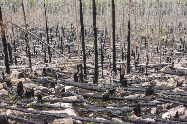 Burnt forest, lying and standing charred trees and tree stumps, gloomy, barren, forest fire area on Königsberg, spruce monoculture, common spruce (Picea abies), also common spruce, red spruce, fallen, forest rejuvenation, forest dying, dead wood, rock, drought, climate change, impact, climate disaster, bare, view on the journey of the harp Narrow gauge railway to Brocken, low mountain ranges, nature reserve, spruce dying, Harz National Park, Ostharz, Harz district, Saxony-Anhalt, Germany
