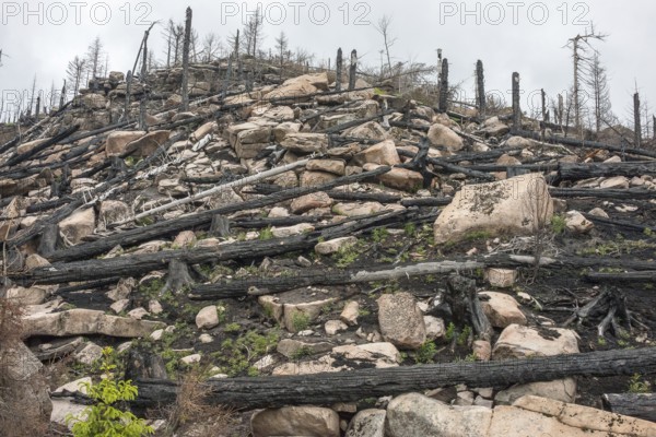 Burnt forest, lying and standing charred trees and tree stumps, gloomy, barren, new greenery, saplings growing, forest fire area on Königsberg, common spruce (Picea abies), also common spruce, red spruce, fallen over, forest rejuvenation, forest death, dead wood, rock, drought, heat, climate change, climate disaster, bare, view from the Harzer Schmalspurbahn, Brockenbahn, low mountain ranges, nature reserve, Harz National Park, Ostharz, Harz district, Saxony-Anhalt, Germany
