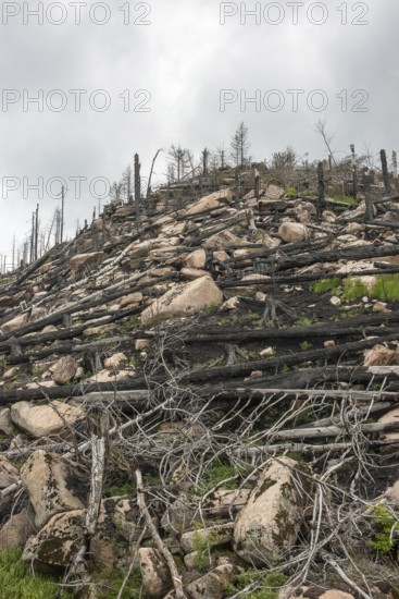 Burnt forest, lying and standing charred trees and tree stumps, gloomy, barren, new greenery, saplings growing, forest fire area on Königsberg, common spruce (Picea abies), also common spruce, red spruce, fallen over, forest rejuvenation, forest death, dead wood, rock, drought, heat, climate change, climate disaster, bare, view from the Harzer Schmalspurbahn, Brockenbahn, low mountain ranges, nature reserve, Harz National Park, Ostharz, Harz district, Saxony-Anhalt, Germany