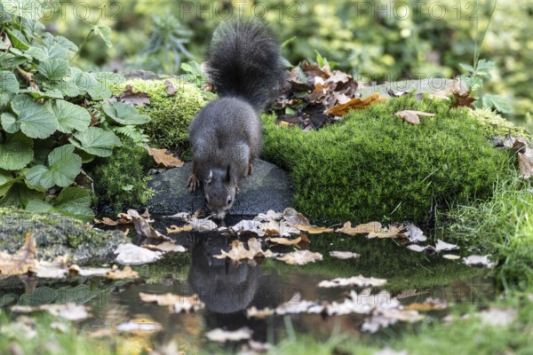 Squirrel (Sciurus vulgaris) drinking, Emsland, Lower Saxony, Germany