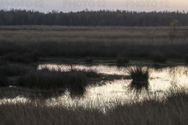Moorland landscape at sunset, Emsland, Lower Saxony, Germany