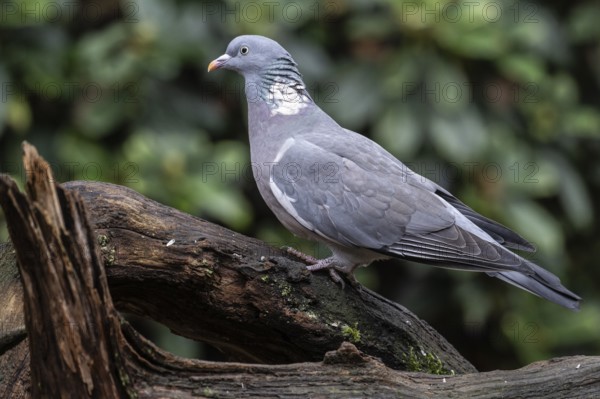 Ringeltube (Columba palumbus), Emsland, Lower Saxony, Germany
