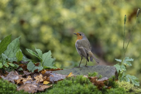 Robin (Erithacus rubecula), Emsland, Lower Saxony, Germany
