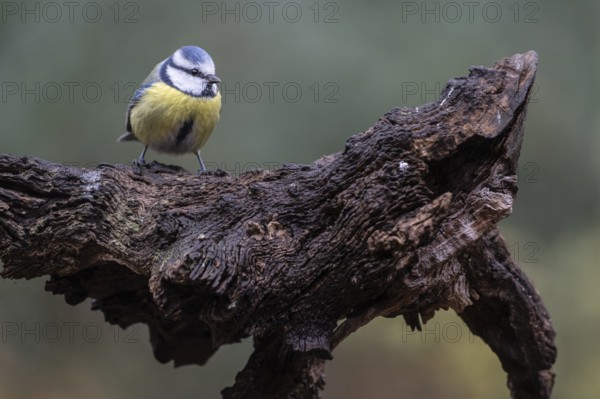 Blue tit (Parus caerulea), Emsland, Lower Saxony, Germany