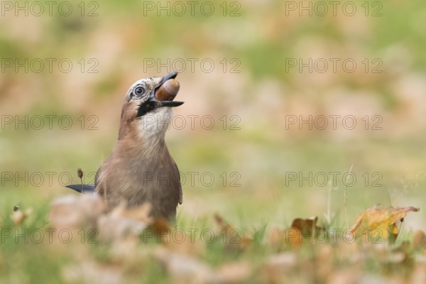 A jay (Garrulus glandarius) keeps an acorn in its beak and stands in an autumn meadow, Hesse, Germany