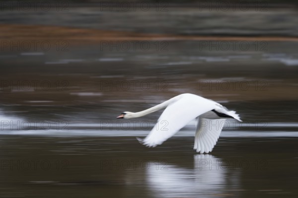 A cusp swan (Cygnus olor) flies across the water with elegant spread wings, Hesse, Germany