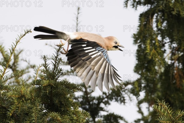 A jay (Garrulus glandarius) flies with spread wings past a conifer in the wild, Hesse, Germany