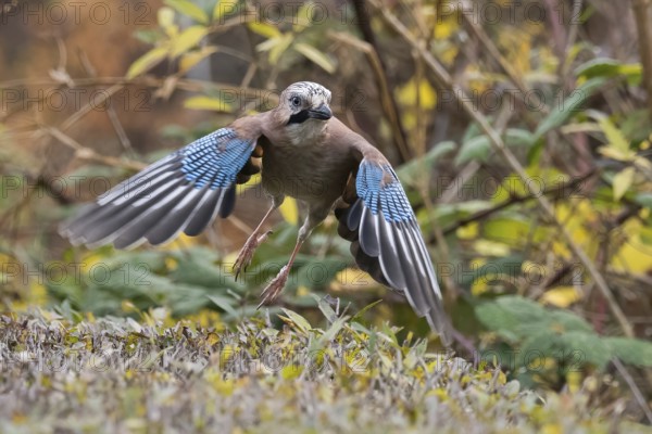 A jay (Garrulus glandarius) with spread wings flies in an autumn environment, Hesse, Germany