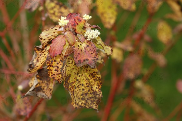 Blood-red dogwood (Cornus sanguinea), branches with buds, North Rhine-Westphalia, Germany