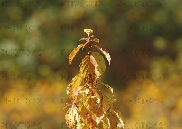 Blood-red dogwood (Cornus sanguinea), branch with buds, North Rhine-Westphalia, Germany