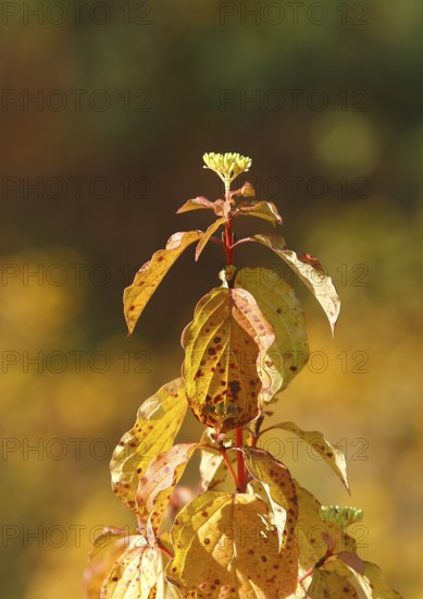 Blood-red dogwood (Cornus sanguinea), branch with buds, North Rhine-Westphalia, Germany