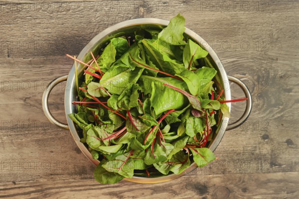 A metal colander filled with green freshly harvested leafy salad sits atop a rustic wooden table. The greens display rich colors, ready to be cleaned and prepared for a meal