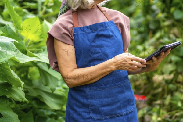 Senior woman farmer wearing an apron, researching new agriculture technologies on a tablet, managing crops in a garden, and embracing modern farming methods