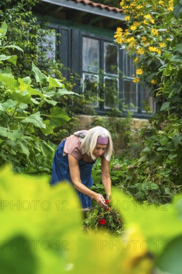 Mature woman with gray hair cultivating vibrant red flowers in a lush green garden, demonstrating a passion for nature and sustainable living with a rustic shed in the background