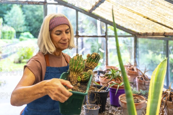 Senior woman carefully potting a large cactus plant inside a sunny greenhouse, enjoying her gardening hobby with various succulents and plants surrounding her
