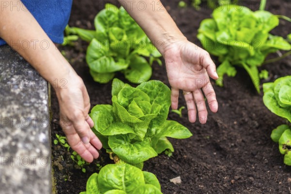 Woman's hands gently nurturing vibrant green lettuce plants thriving in dark fertile soil, representing organic farming, healthy eating, sustainability, and homegrown produce