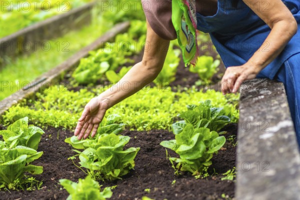 Woman's hand gently touching young, healthy lettuce growing in a raised garden bed, cultivating fresh, organic vegetables for a sustainable and healthy lifestyle