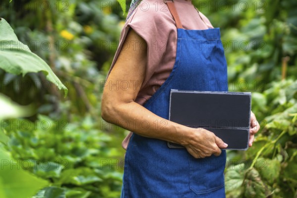 Gardener woman in apron using a tablet to monitor plant health and manage smart, sustainable organic vegetables in a modern outdoor garden with digital farming tools