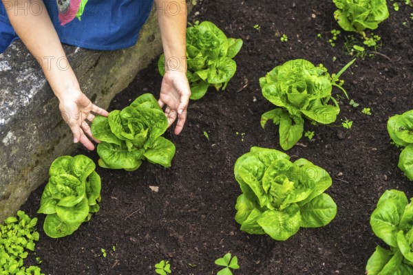 Person hands are carefully tending to rows of vibrant green lettuce plants growing in rich, dark soil, highlighting sustainable farming practices and fresh produce cultivation