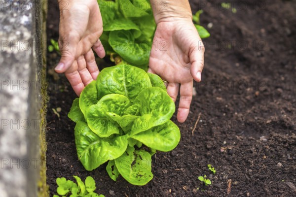 Gardener's hands carefully tending a vibrant green lettuce plant rooted in dark, rich garden soil, symbolizing organic farming, healthy eating, and sustainable agriculture