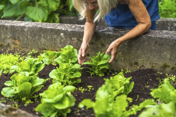 Woman with blonde hair tending a raised garden bed, carefully harvesting fresh organic green lettuce with her hands, cultivating a sustainable home garden