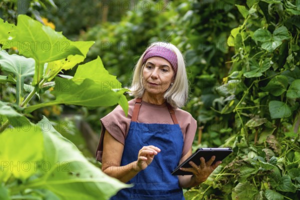 Senior woman wearing an apron examining plants in a lush organic garden, actively using a digital tablet for modern agriculture and sustainable farming practices