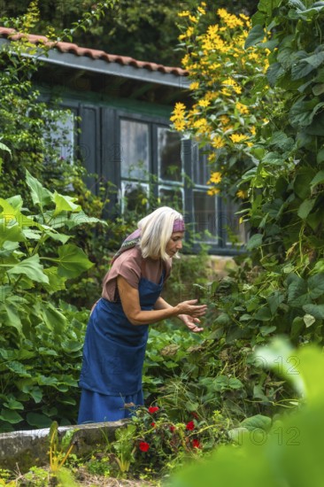 Senior woman in apron and headscarf tending lush green plants in her backyard garden, carefully inspecting foliage and enjoying peaceful, healthy outdoor hobby and leisure time