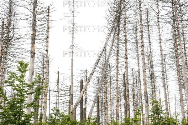 Dead trees and tree stumps in a barren forest, straight, bare, partly crooked, fallen, dead tree trunks, common spruce (Picea abies) against a bright sky, spruce monoculture, forest, dead wood, forest rejuvenation, tree death, forest death due to drought, bark beetle infestation and climate change, climate disaster, drought, low mountain ranges, nature reserve, spruce dying, forest conversion, nature reserve, Harz National Park, Upper Harz near St. Andreasberg, Braunlage, Goslar district, Germany