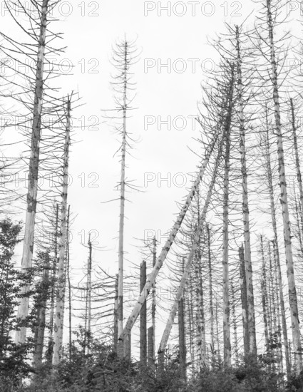 Black and white image, dead trees and tree stumps in a barren forest, straight, bare, partly crooked, fallen, dead tree trunks, common spruce (Picea abies) against a bright sky, forest, dead wood, forest rejuvenation, natural rejuvenation, tree death, forest death due to drought, bark beetle infestation and climate change, climate disaster, drought, low mountains, nature reserve, fire Death of trees, forest conversion, nature reserve, Harz National Park, Upper Harz near St. Andreasberg, Braunlage, district of Goslar, Germany