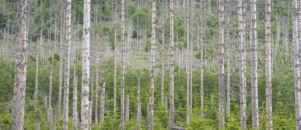 Dead trees, bare, straight trunks, tree trunks, common spruce (Picea abies) in light skies, forest, dead wood, forest rejuvenation, tree death, forest death due to drought, bark beetle infestation and climate change, climate disaster, drought, low mountain ranges, nature reserve, spruce dying, forest conversion, nature reserve, Harz National Park, Upper Harz near St. Andreasberg, Braunlage, Goslar District, Germany