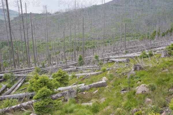 Spruce monoculture, standing and lying dead spruces (Picea) after bark beetle infestation on the Brocken, beginning natural rejuvenation, tree death, dead wood, dead forest, died due to drought and bark beetle infestation, climate change, impact, climate disaster, drought, forest with bare trees, view on the journey on the Harz narrow-gauge railway from Drei Annen Hohne to Brocken, Kenbahn, nature reserve, Harz National Park, Ostharz, Harz, Wernigerode, Harz district, Saxony-Anhalt, Germany