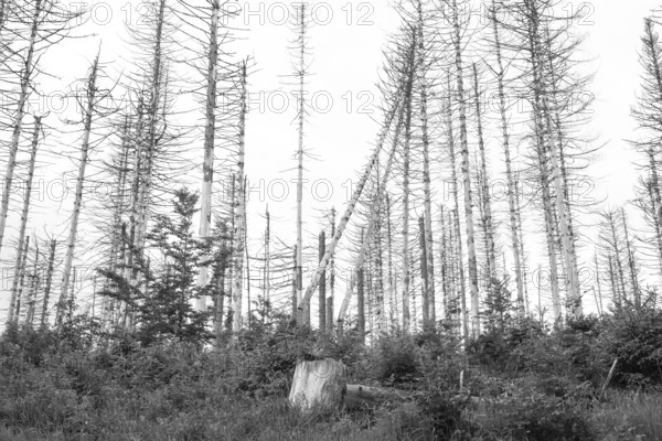 Black and white image, dead trees and tree stumps in a barren forest, straight, bare, partly crooked, fallen, dead tree trunks, common spruce (Picea abies) against a bright sky, forest, dead wood, forest rejuvenation, natural rejuvenation, tree death, forest death due to drought, bark beetle infestation and climate change, climate disaster, drought, low mountains, nature reserve, fire Death of trees, forest conversion, nature reserve, Harz National Park, Upper Harz near St. Andreasberg, Braunlage, district of Goslar, Germany